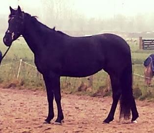 Lieve merrie (FriesxArabier)