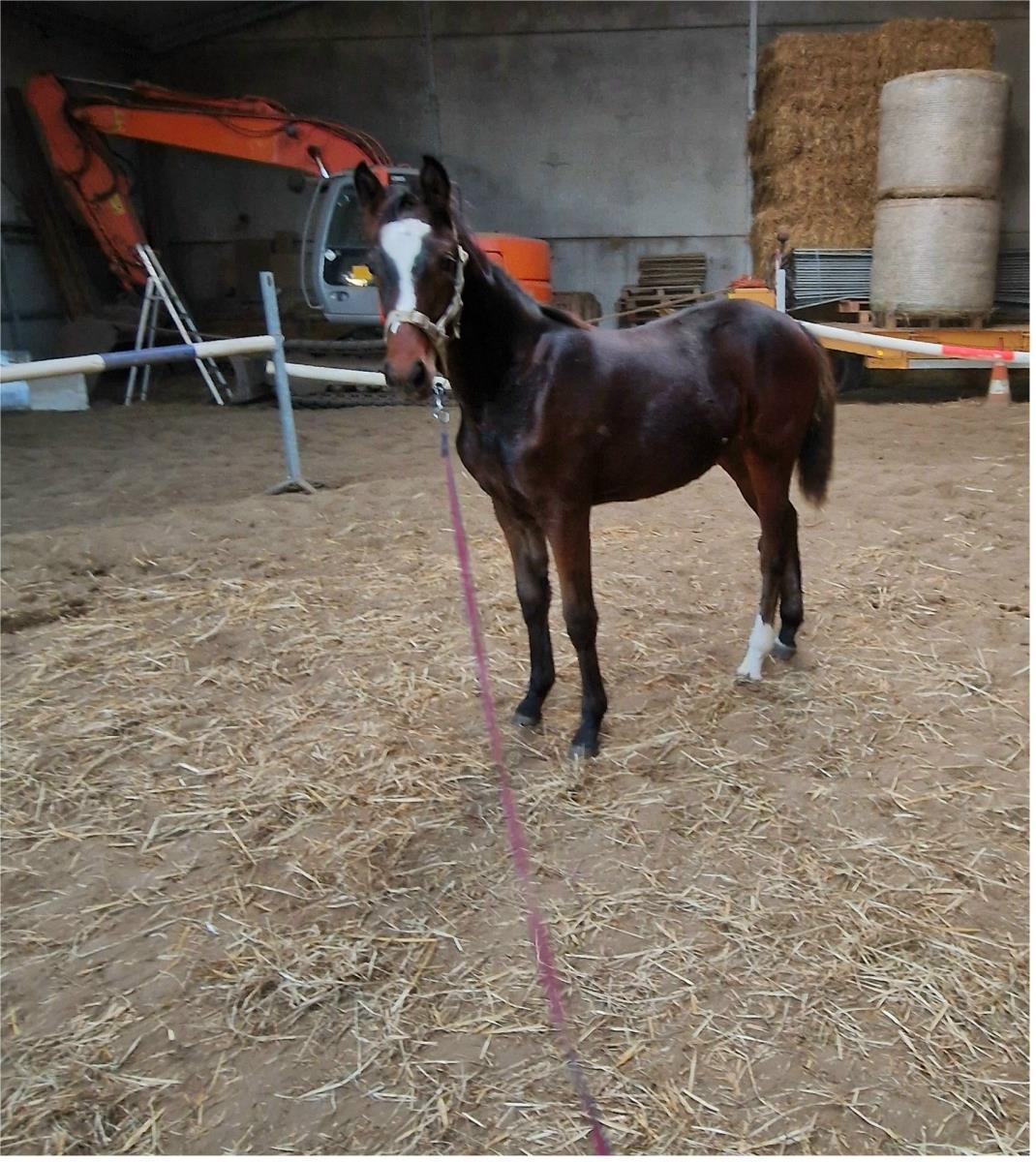 1 jarige merrie van Darco
