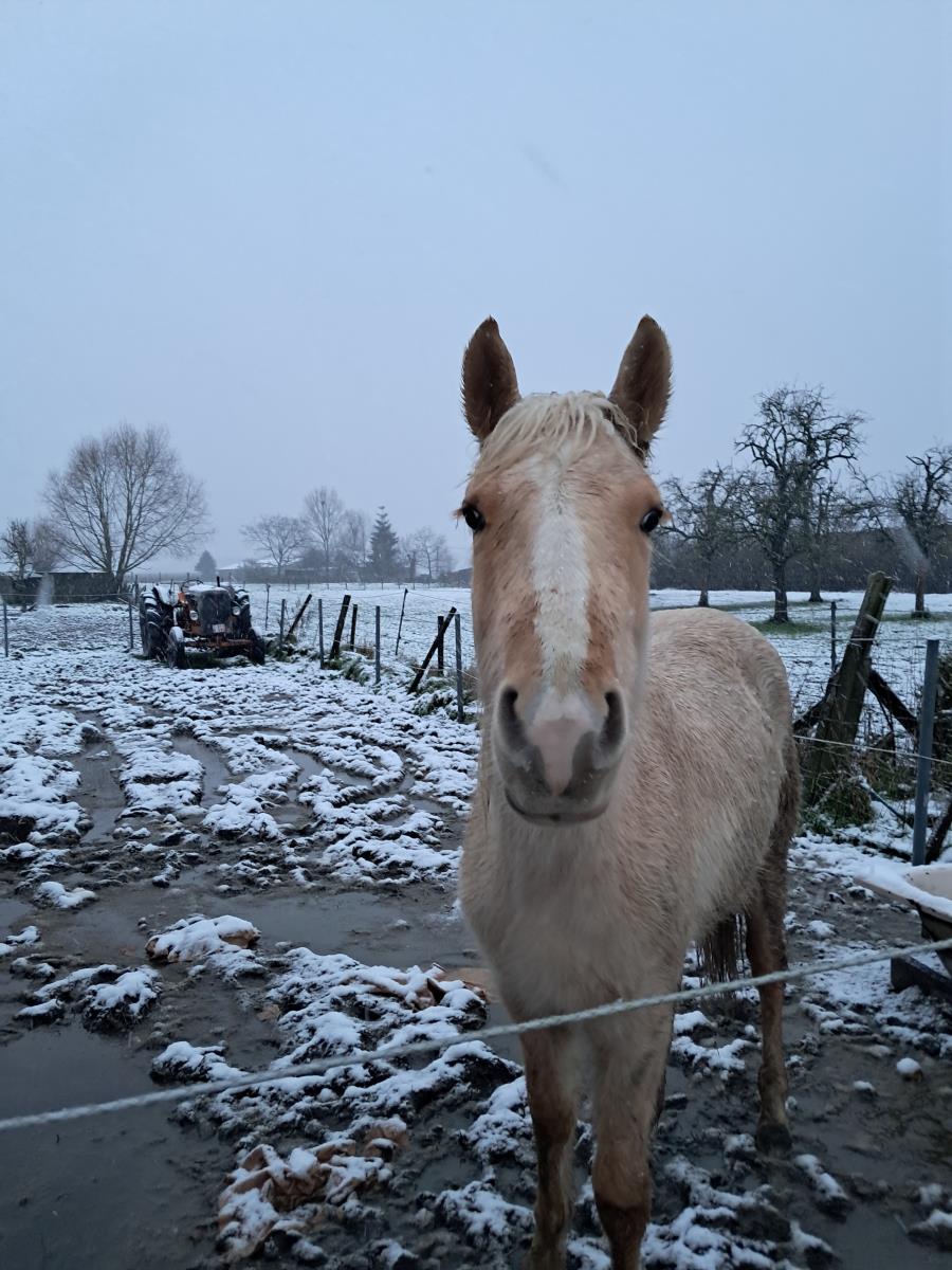 Quarter palomino ruin te koop