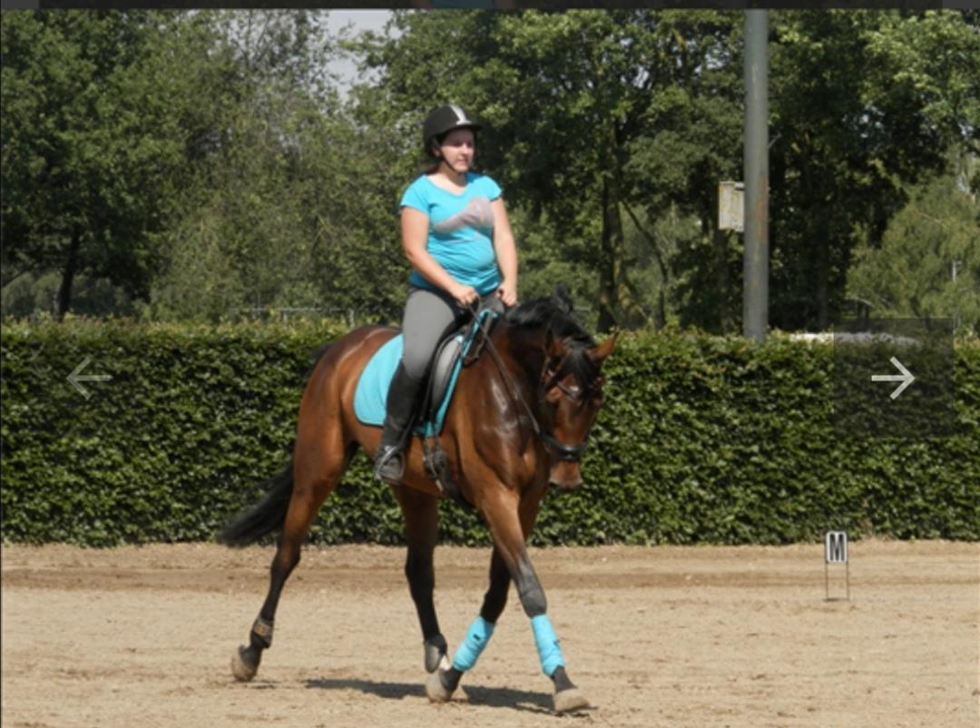 Te koop leuke uitdagende kwpn dressuur merrie