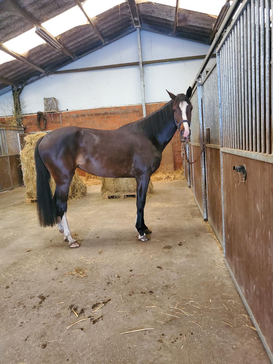4 jarige merrie van Casall la silla