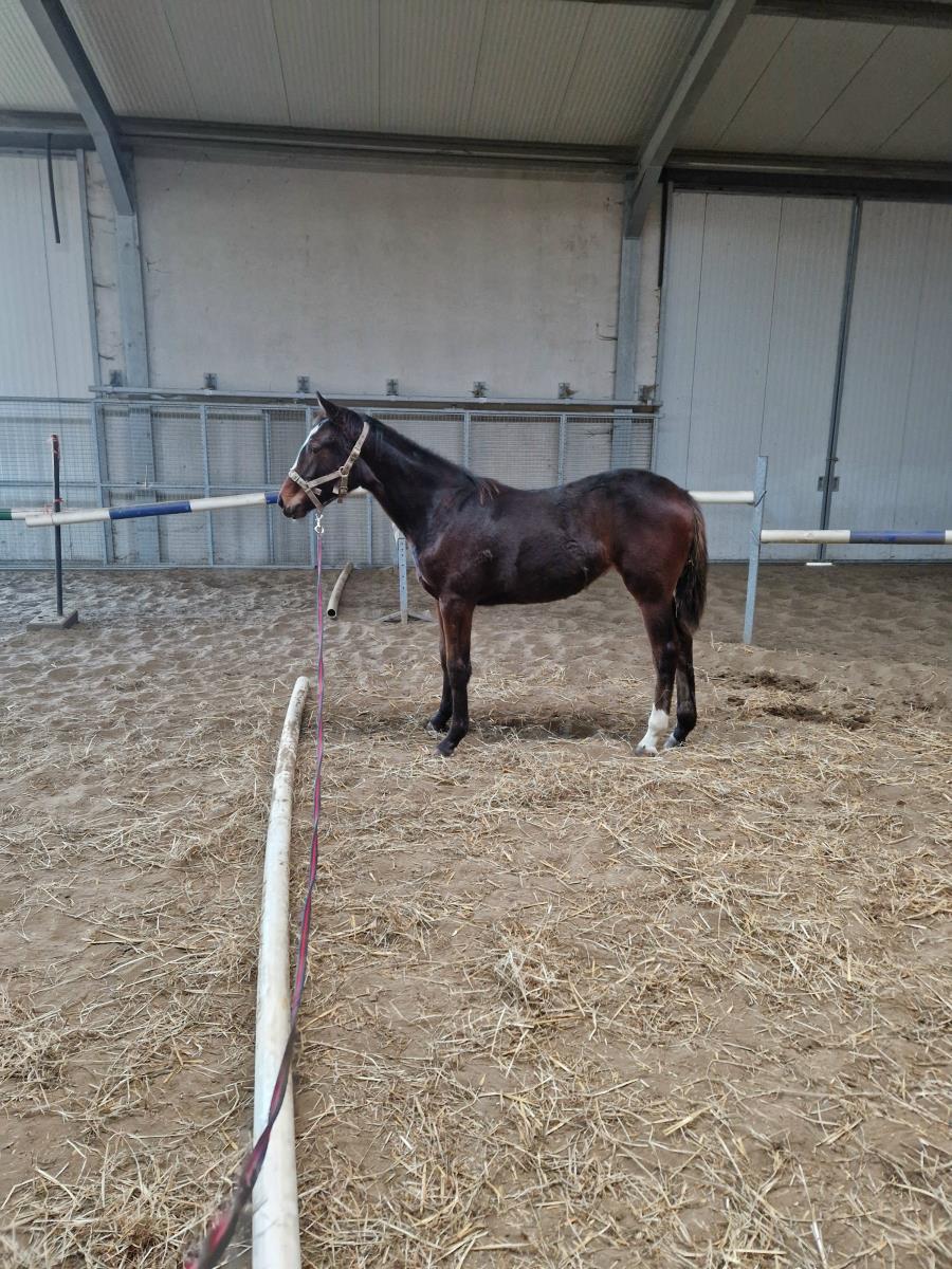 1 jarige merrie van Darco