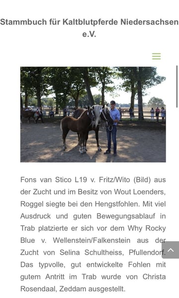 2 jarige Schwarzwalder Fuchs Hengst
