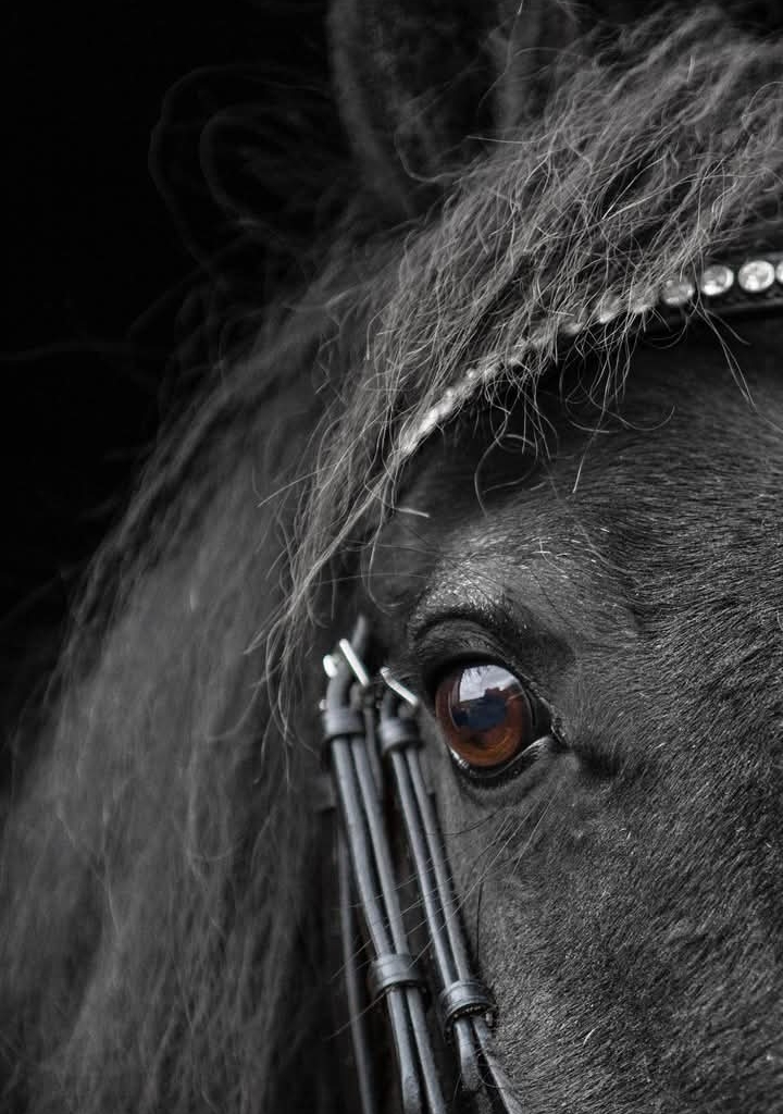 Friese ster merrie 