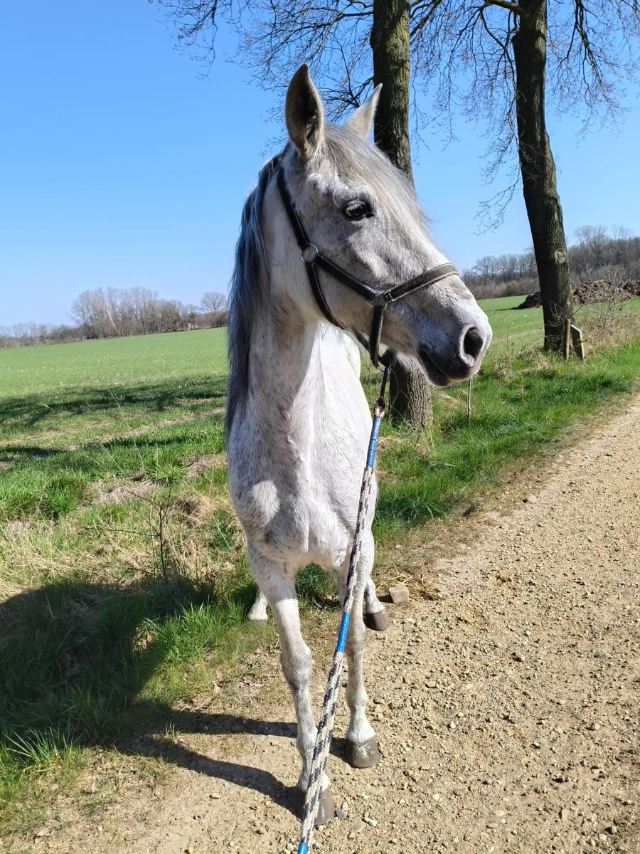 Zeer lieve merrie