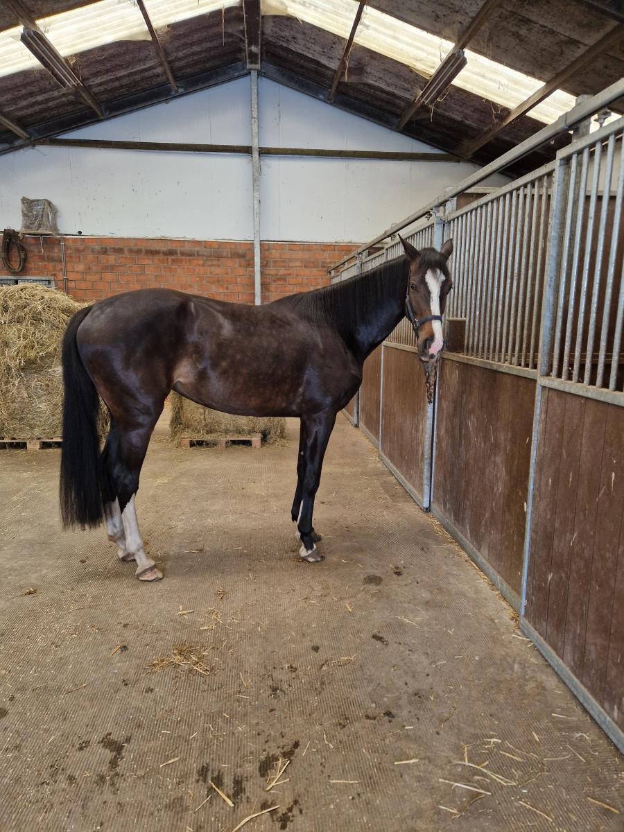 4 jarige merrie van Casall la silla