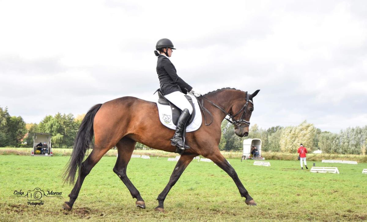 Tallentvolle dressuurmerrie Ginger (Silvano X Rous