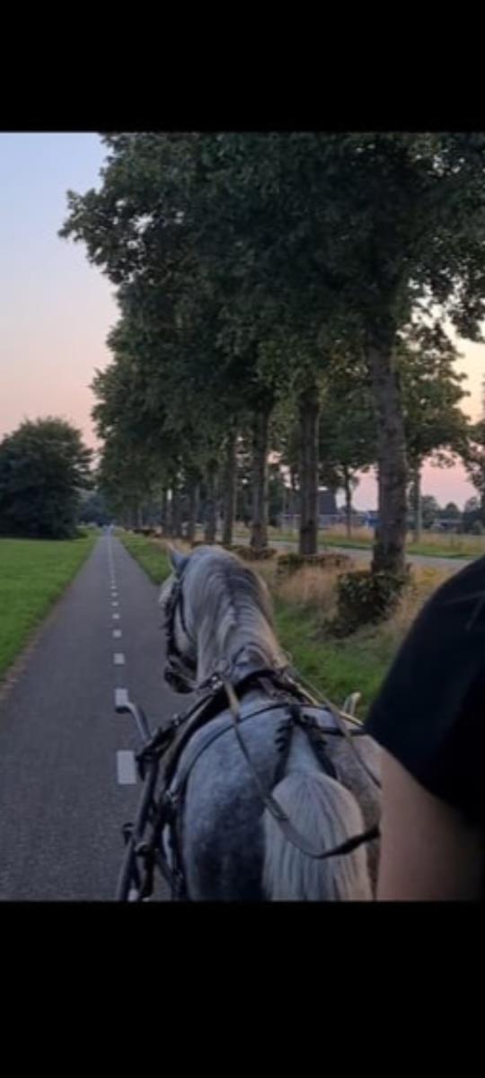 Superlieve allroud gezinspony