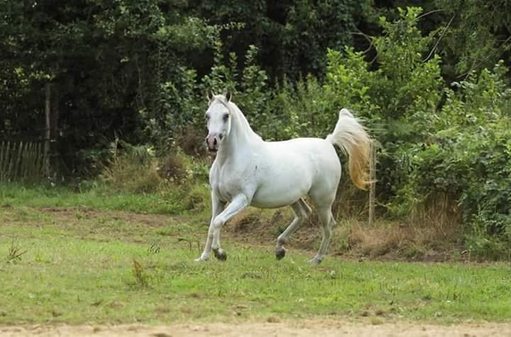 deeltje Verlaten Verslinden Paard te koop: Arabier - Allrounder - Merrie | HorseStep