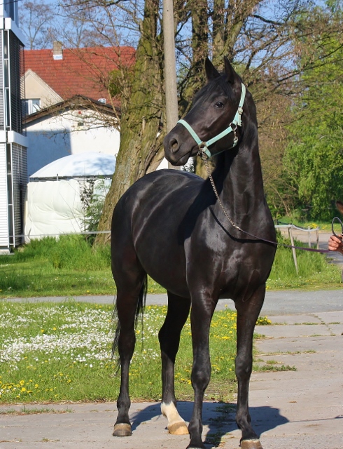 Black broodmare out of Grand Prix line 