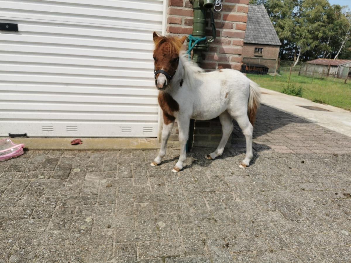 Simon, schattig en lief shetlandveulen