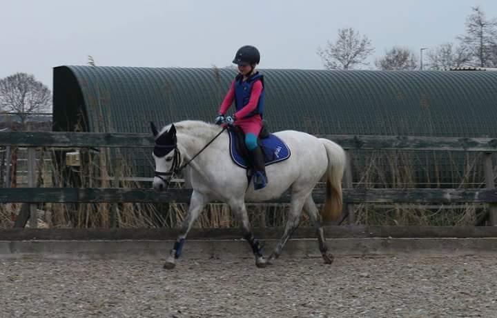 Mooie allround sport pony