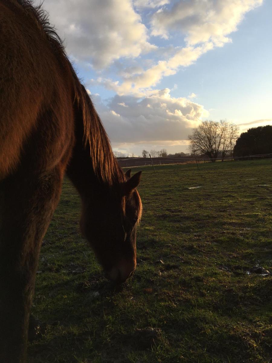 Pony/paardje te koop