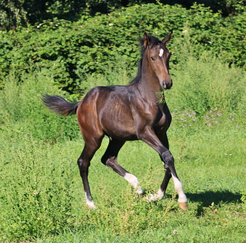 Beautiful colt ideal for smaler rider 