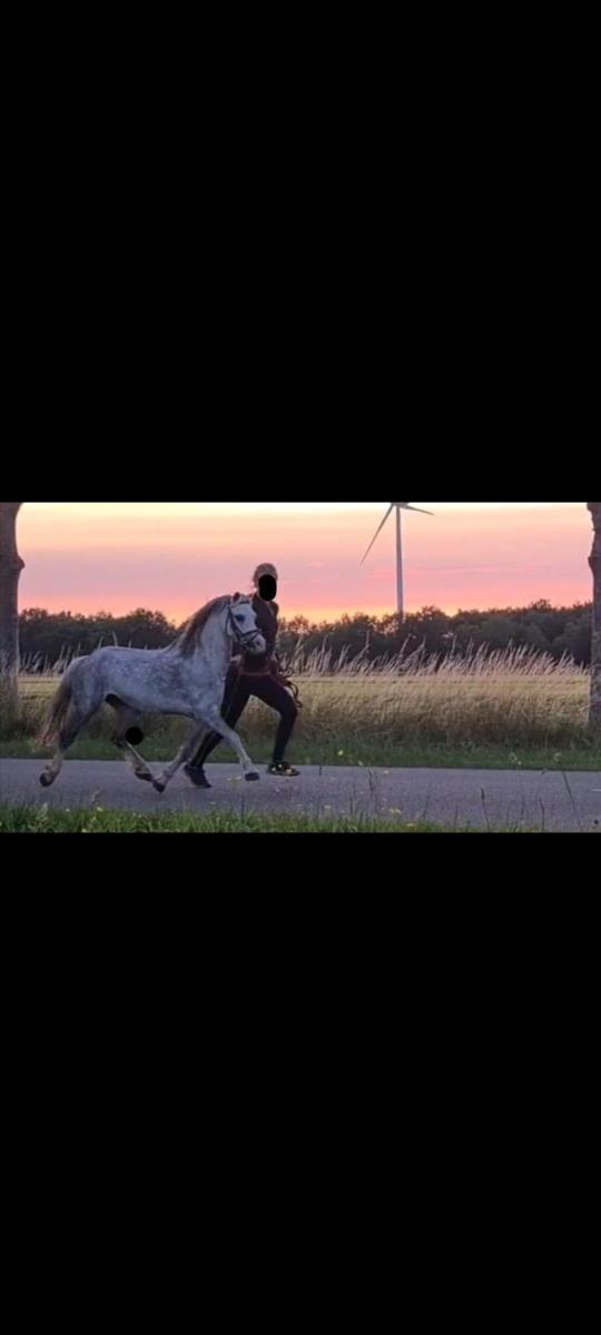 Superlieve allroud gezinspony