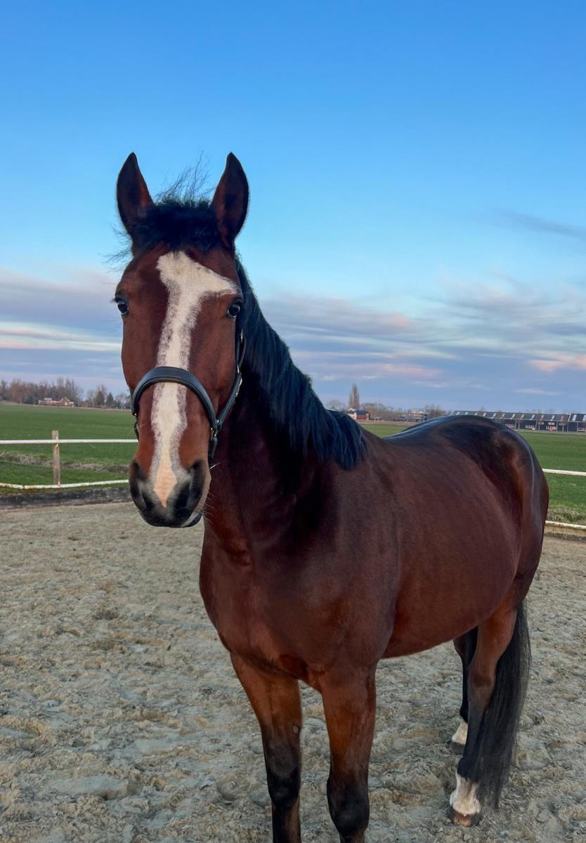 4 jarige ruin te koop