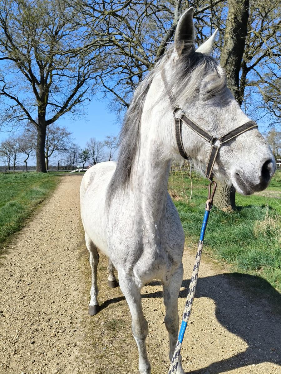 Zeer lieve merrie