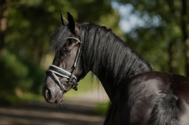 Friese merrie mauris x beart drachtig 3de premie