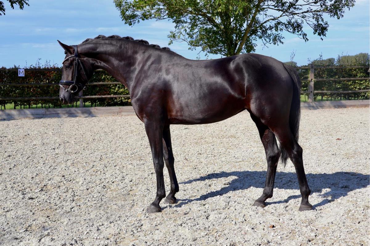 Talentvol jong paard