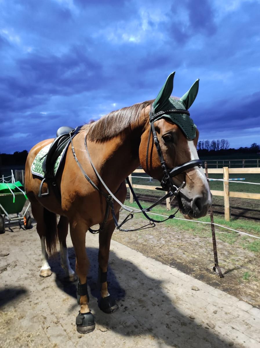 Lieve allrounder
