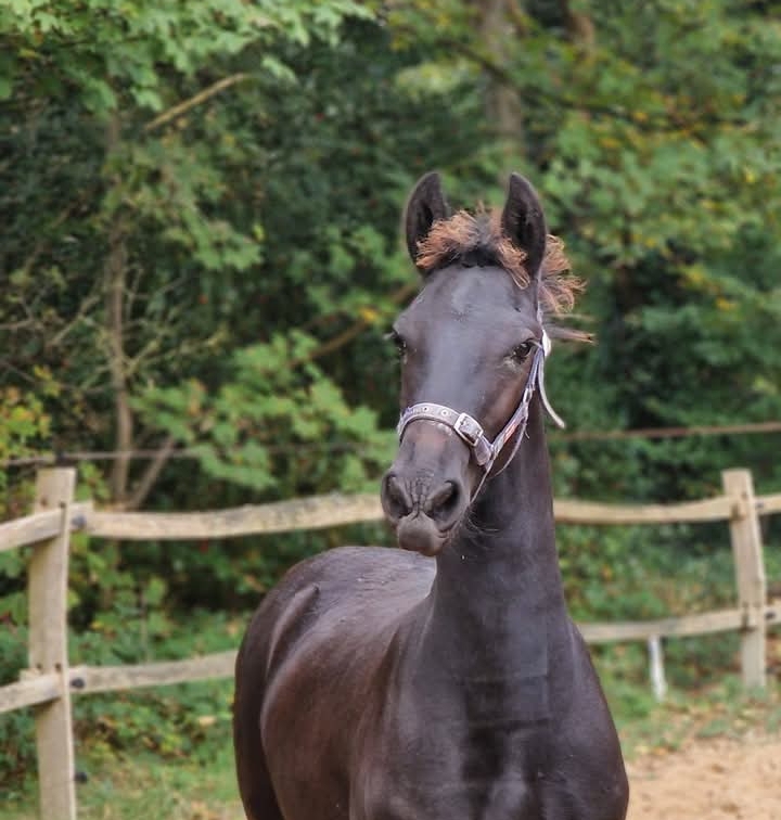 Fries hengst veulen 