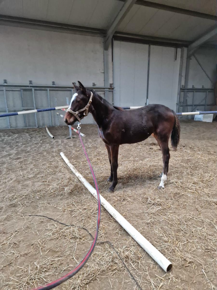1 jarige merrie van Darco