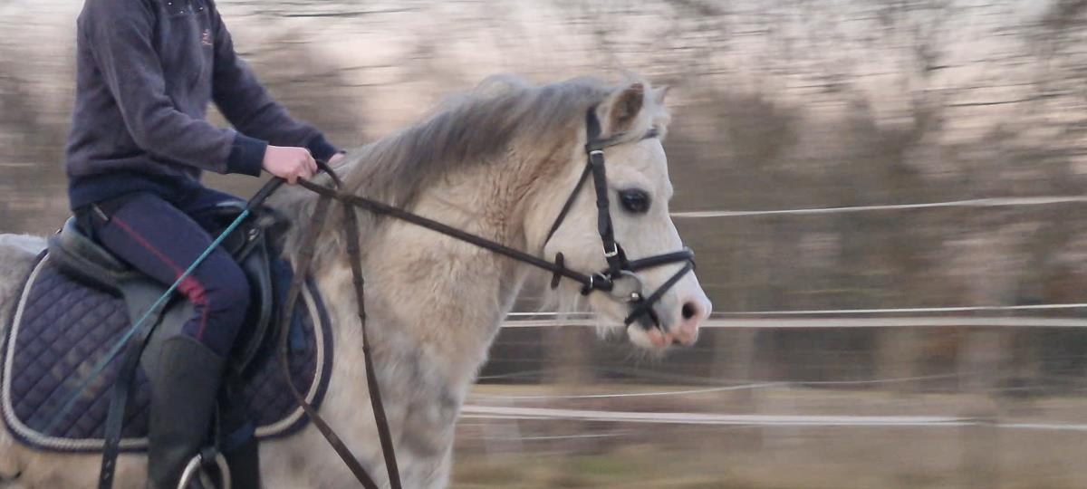 Superlieve allroud gezinspony