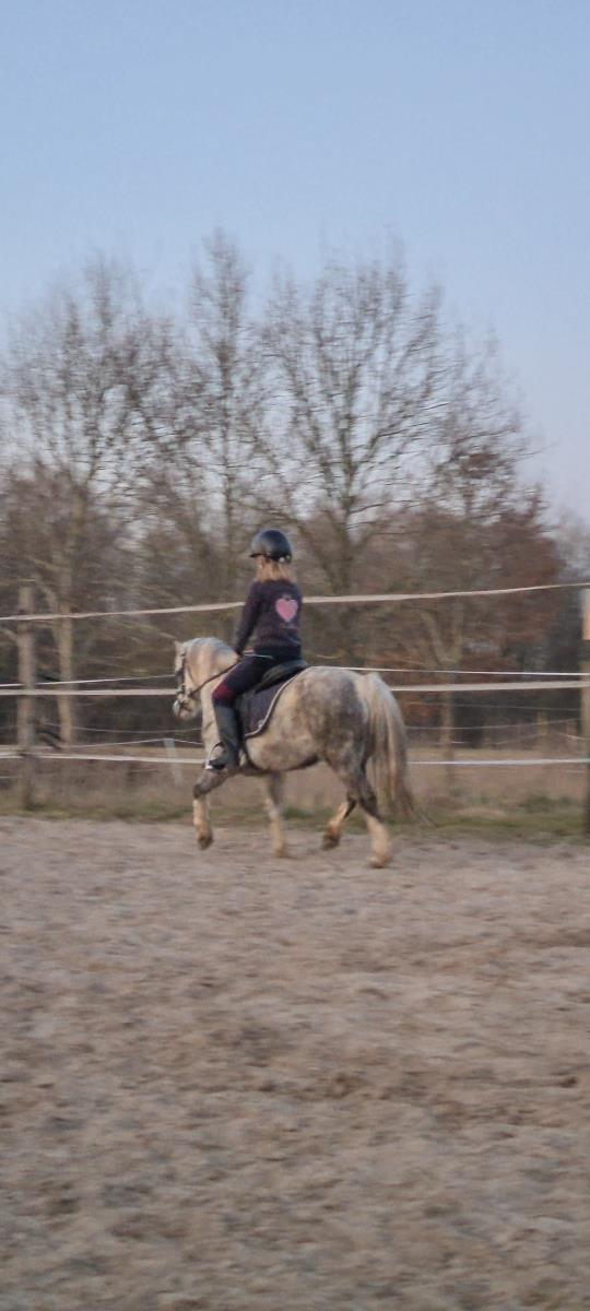Superlieve allroud gezinspony