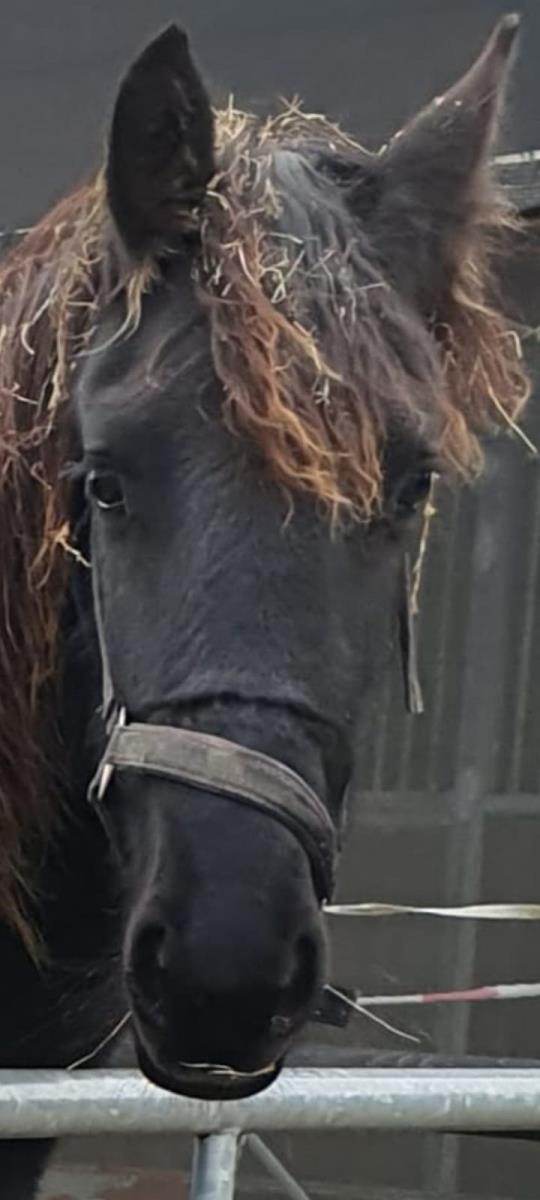 Bijna 2 jarige mooie friese dame 