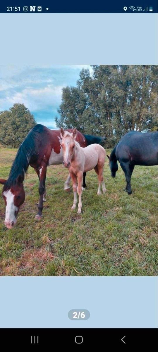 Quarter palomino ruin te koop