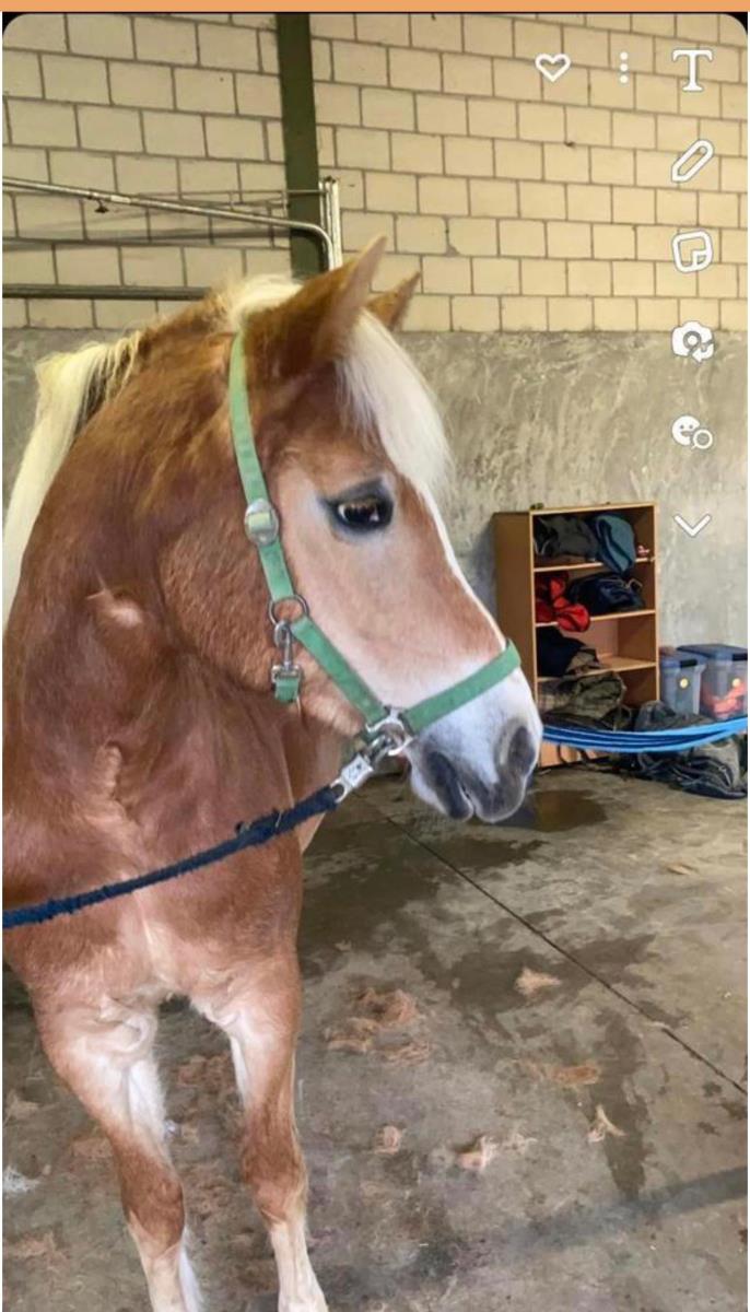 Lieve haflinger merrie te koop
