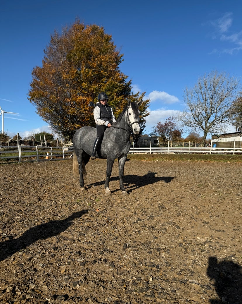 Hungarian Warmblood Mare for sale