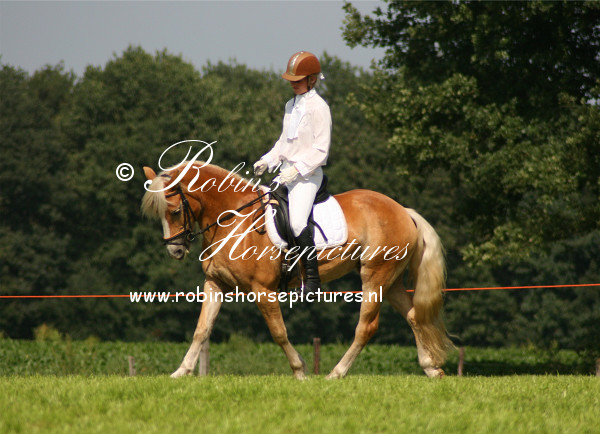 Haflinger merrie Z dressuur