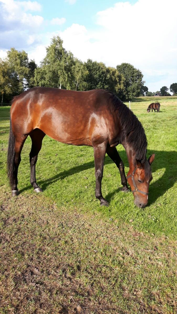 Super mooie merrie
