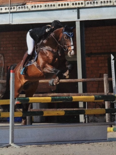 super knappe en doodbrave hengst te koop