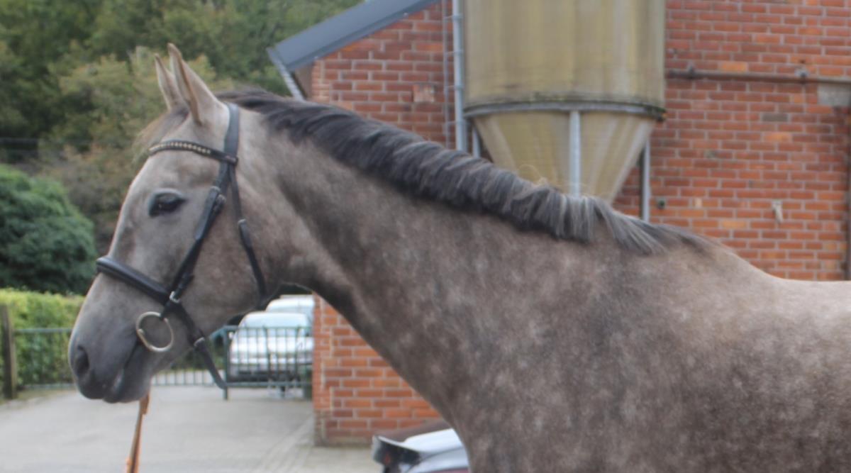 Lieve 5 jarige ruin met veel potentie voor sport 