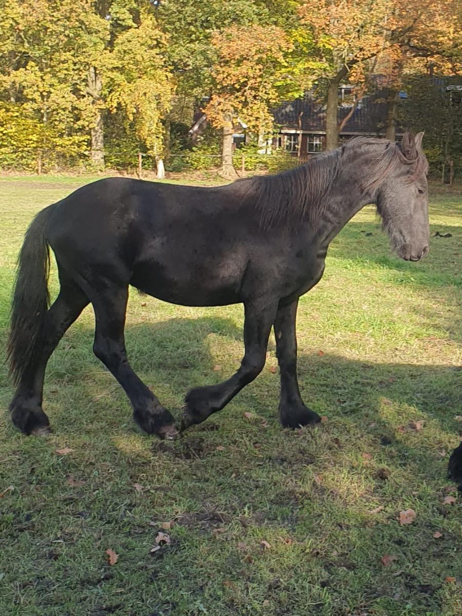 friese hengst 2 jaar 