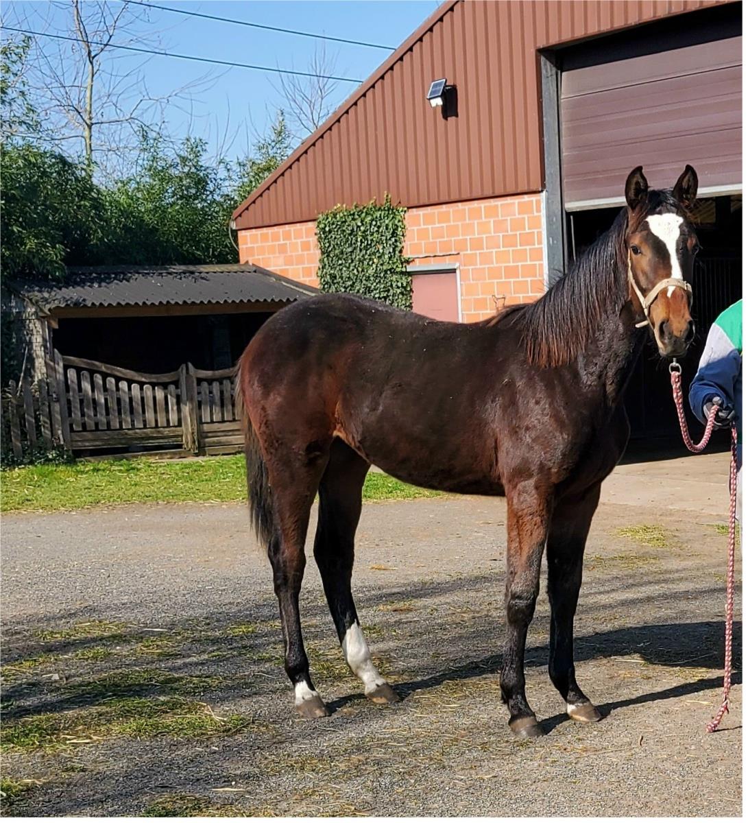 1 jarige merrie van Darco