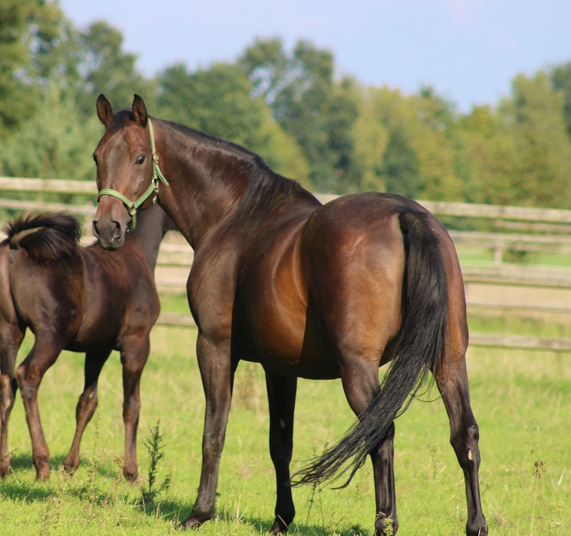 Broodmare out of full sister to Rohdiamant 