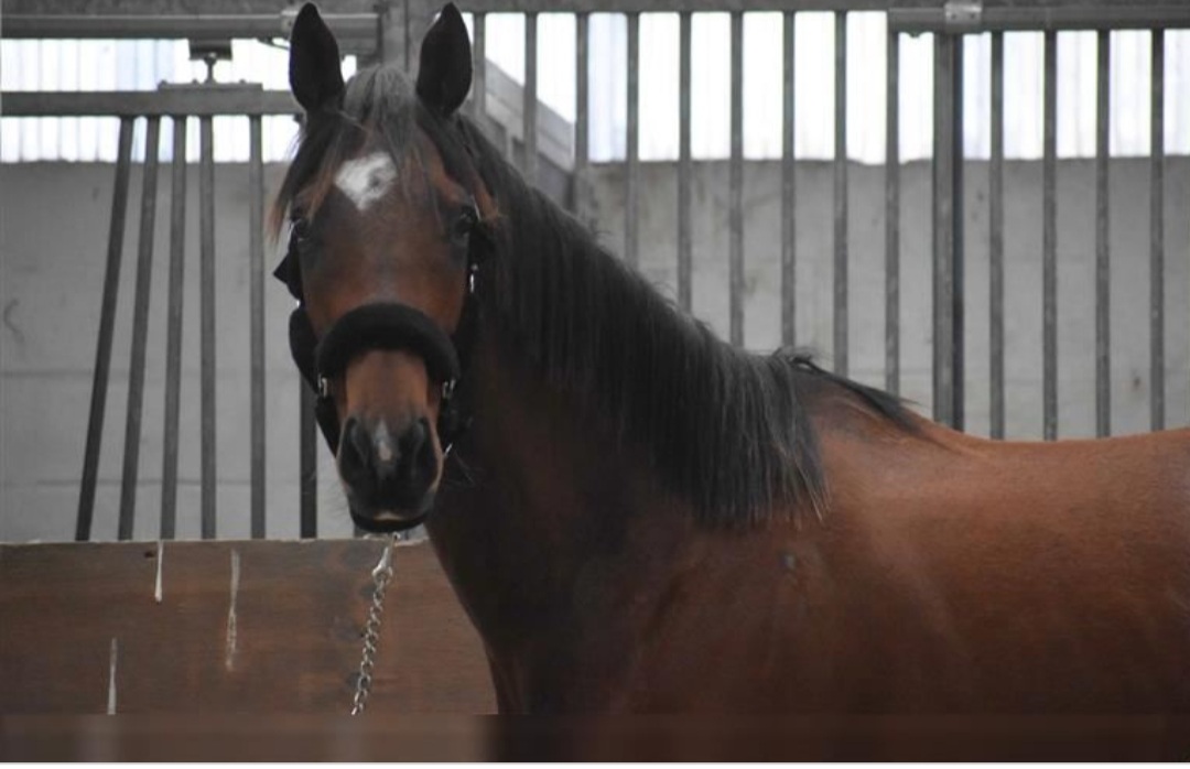 Verschrikkelijk Verwisselbaar ethisch Paard te koop: KWPN - Recreatie - Ruin | HorseStep
