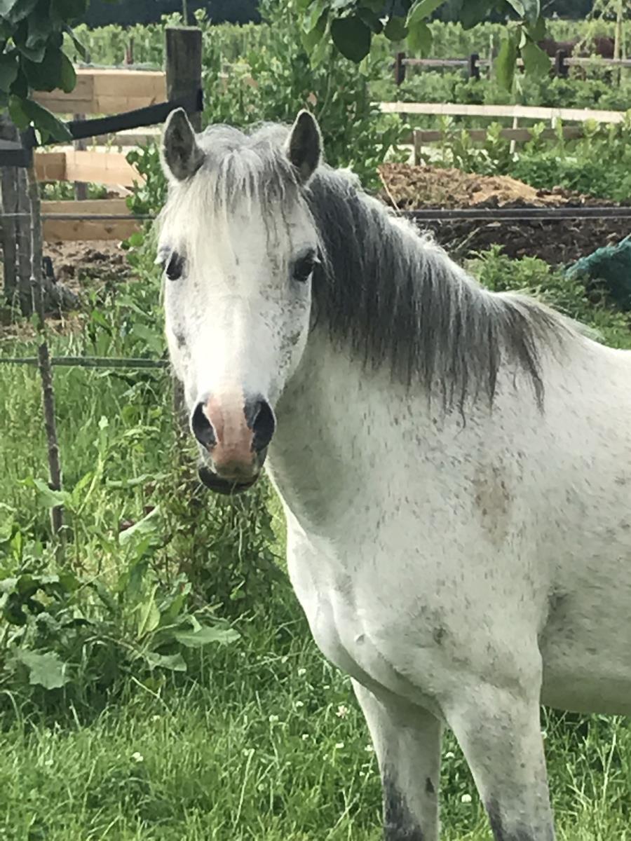 Welsh A pony inclusief kar en tuig