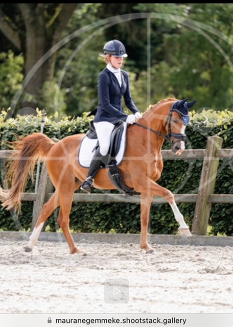 Lieve, knappe Z1 sportpony Hunk
