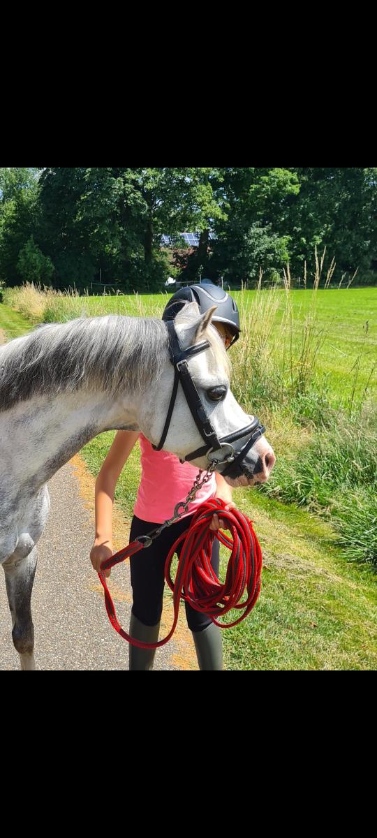 Superlieve allroud gezinspony
