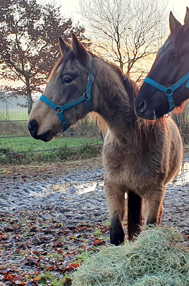 Welsh Pard Pred x Czech Warmbloed.