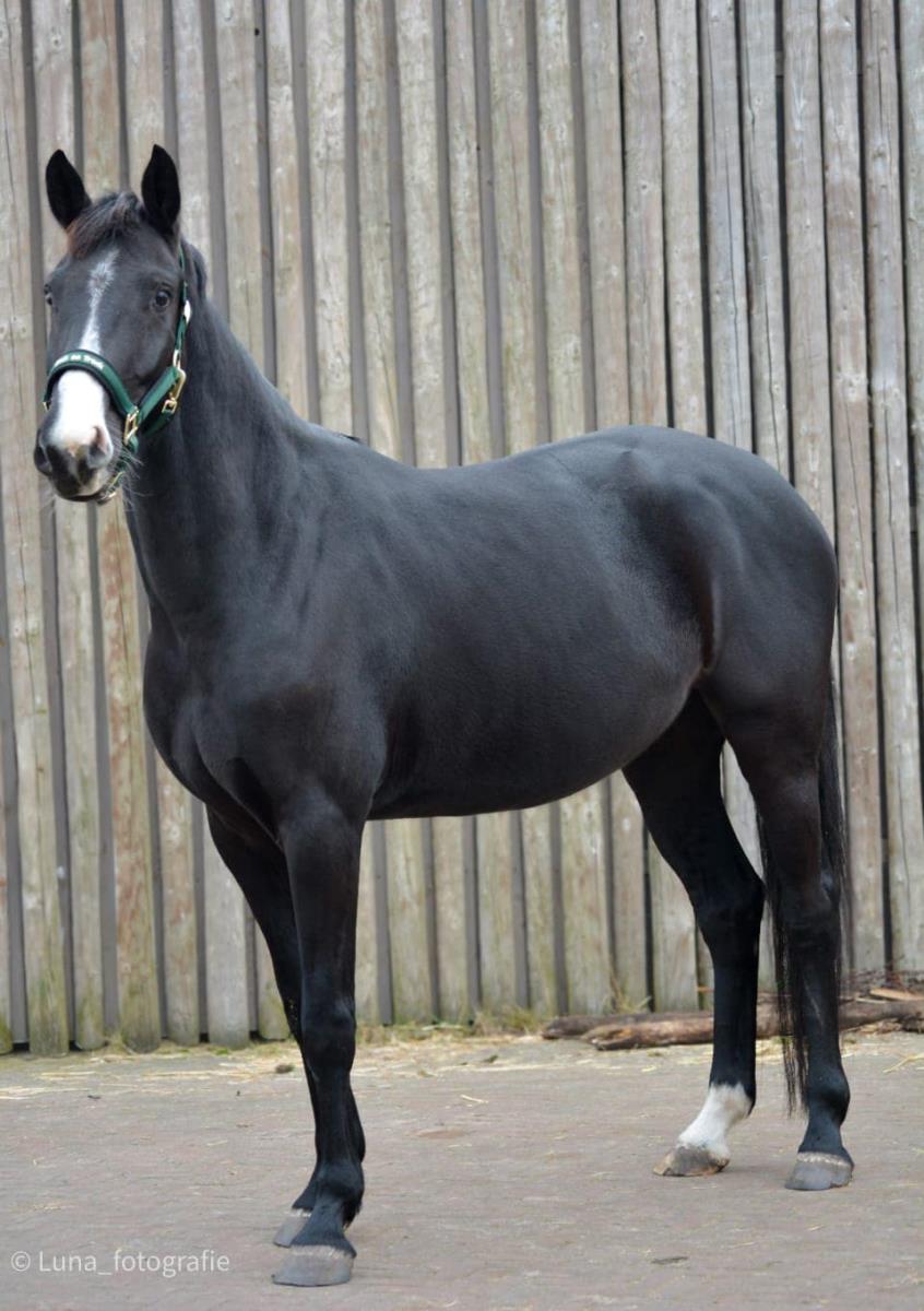Te koop talentvolle 5 jarige Toto jr merrie