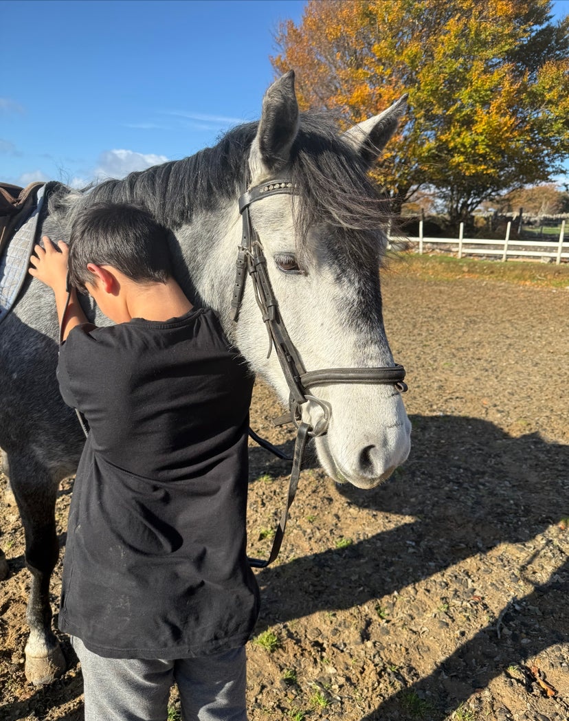 Hungarian Warmblood Mare for sale