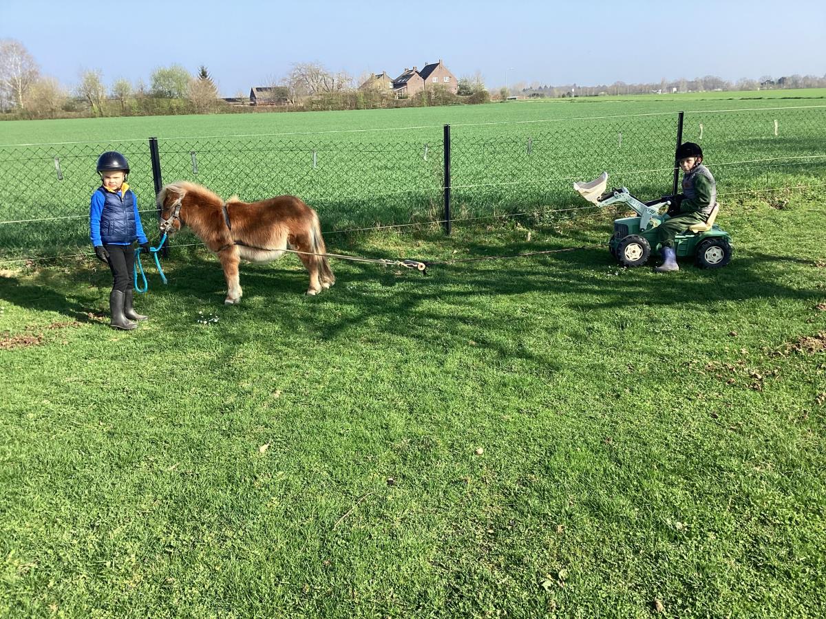 Te koop shetlandpony