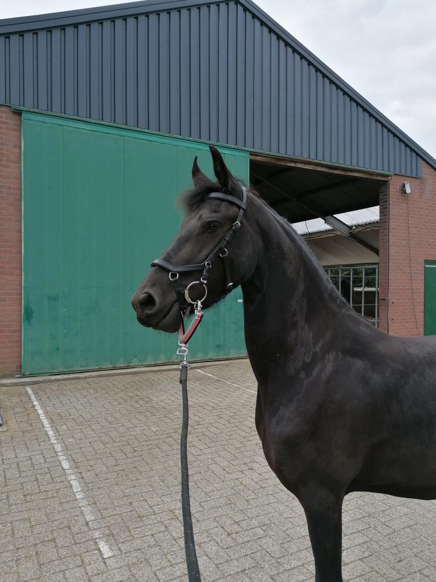 Friese merrie, 3 jaar