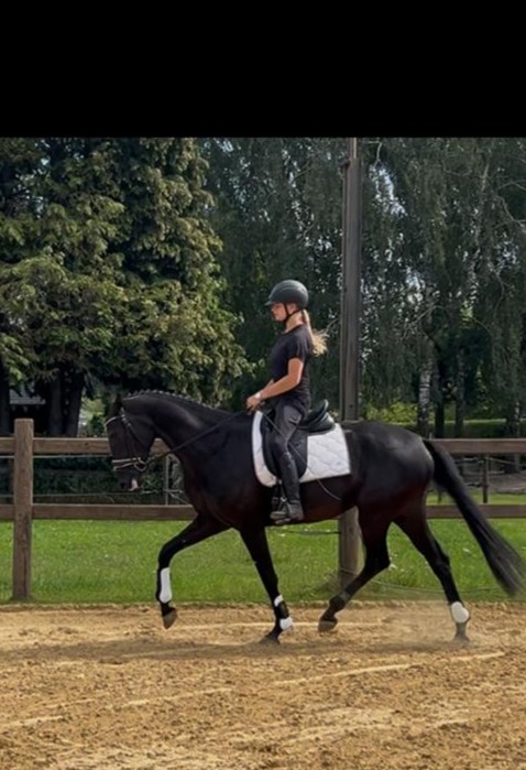 Talentvol jong paard