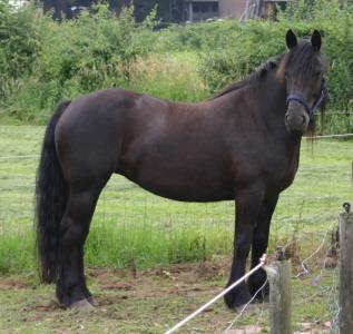 stamboek merens merrie
